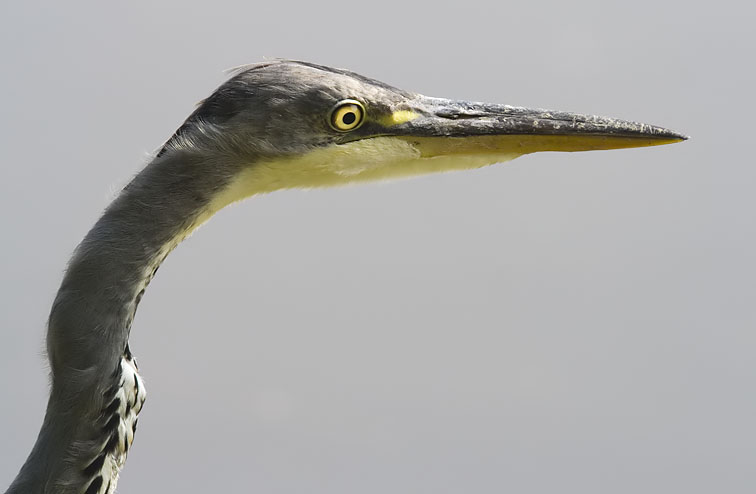 Blauwereiger240807